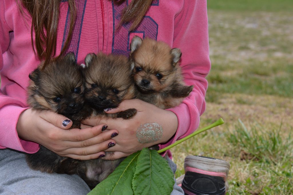 Chiot Spitz allemand Des Légendes De Vathoa